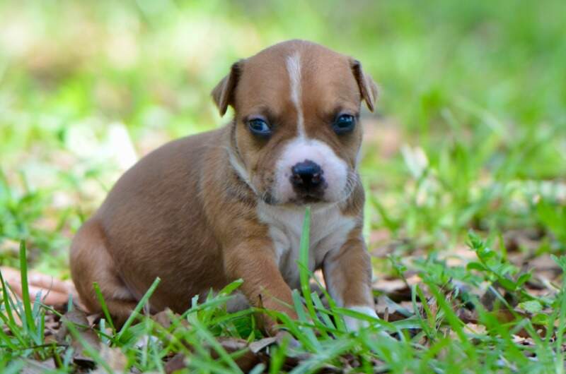 3 weeks