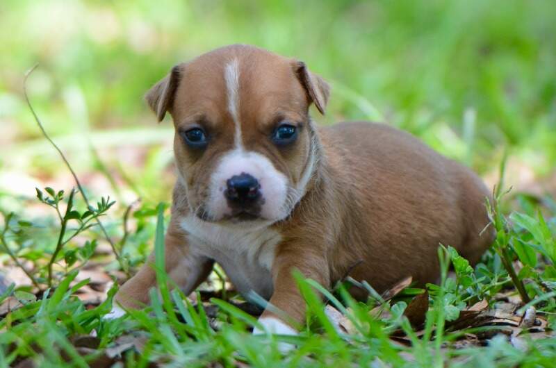3 weeks