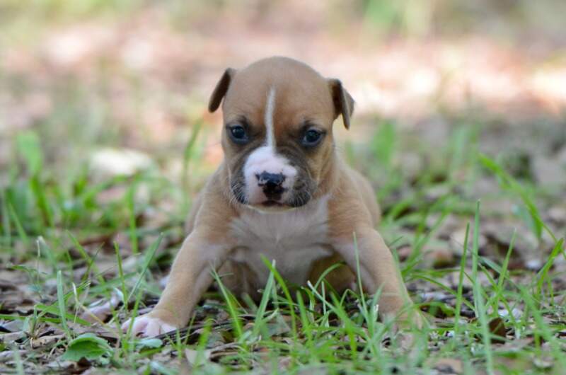 3 weeks
