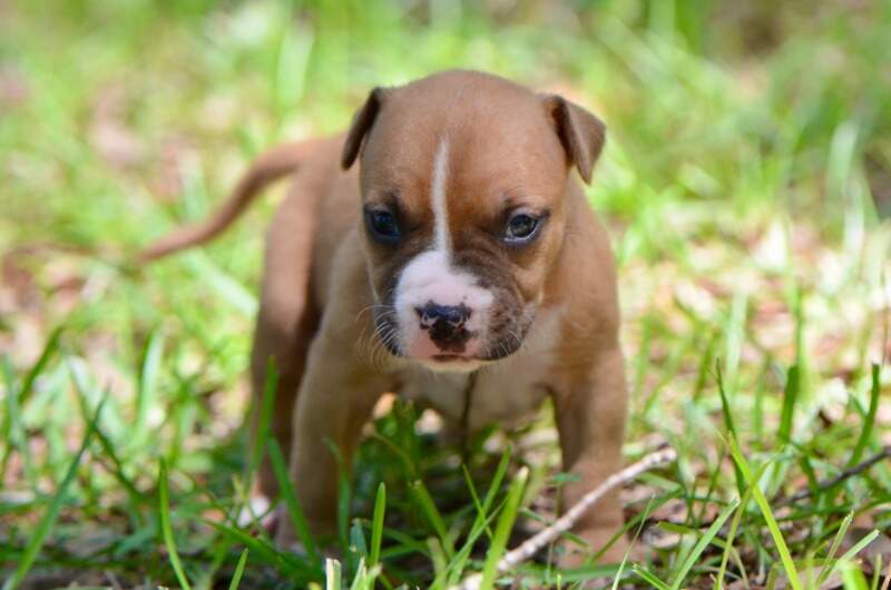 3 weeks