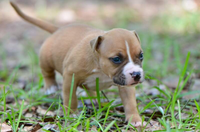 3 weeks