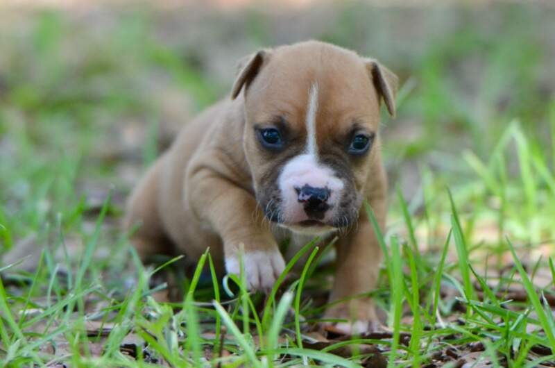 3 weeks