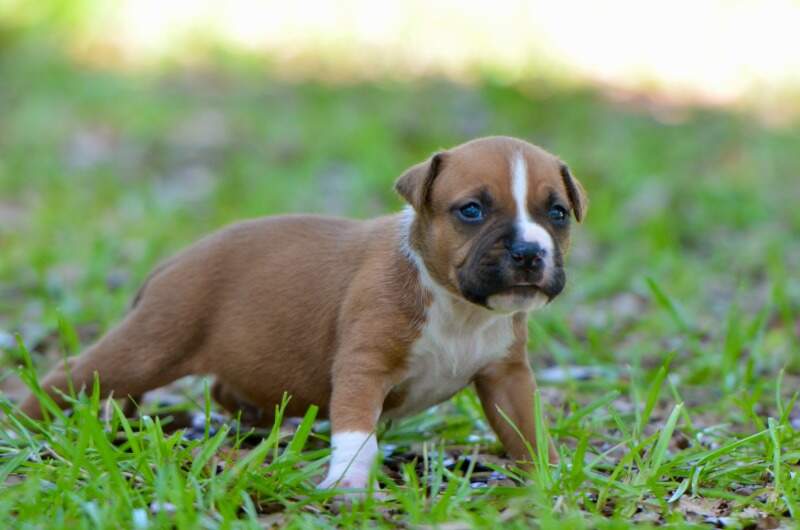 3 weeks