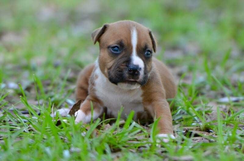 3 weeks