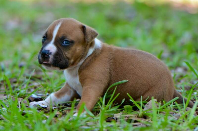 3 weeks