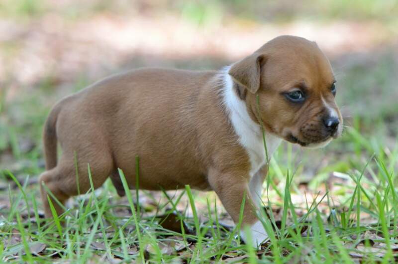 3 weeks
