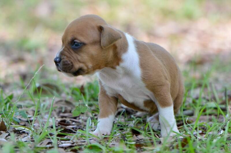 3 weeks