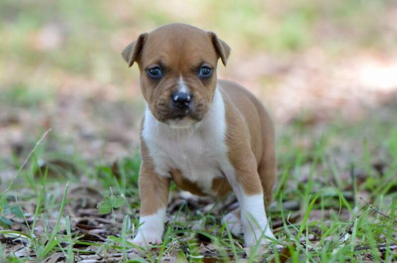 3 weeks