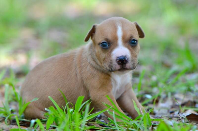 3 weeks