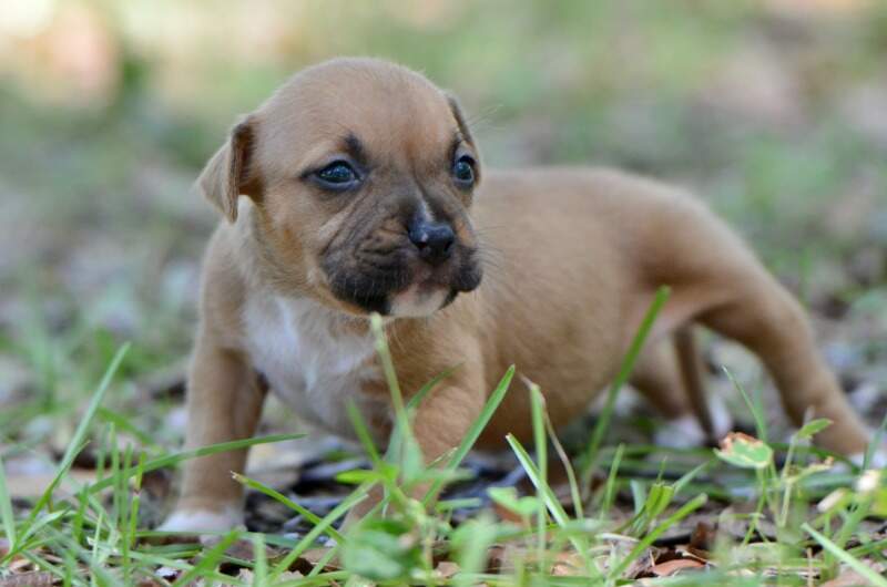 3 weeks