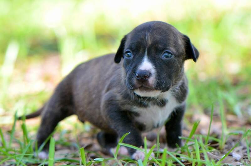3 weeks