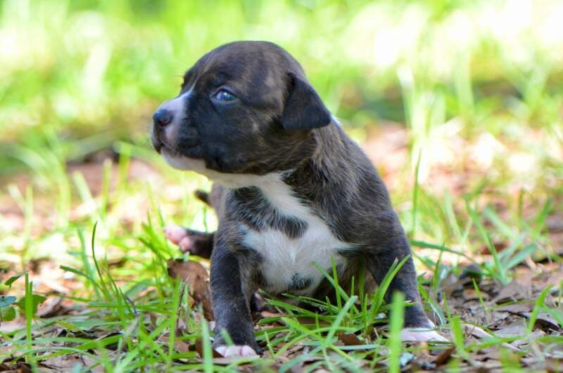 3 weeks