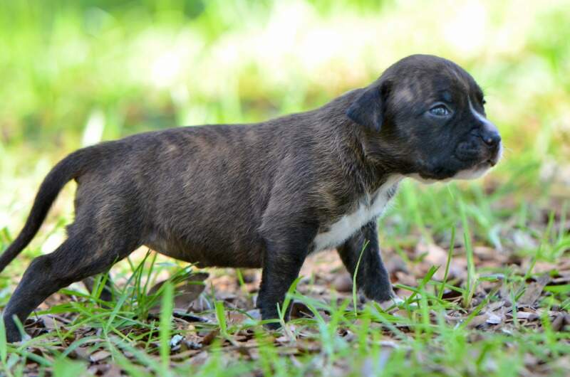 3 weeks