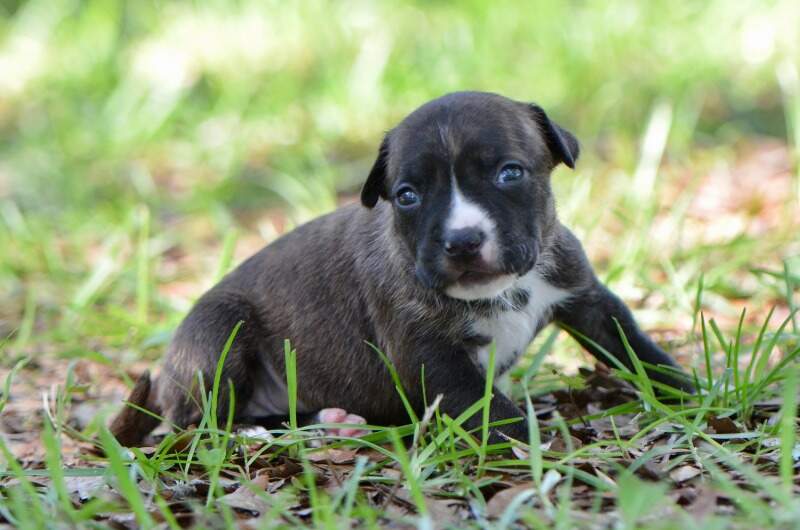 3 weeks