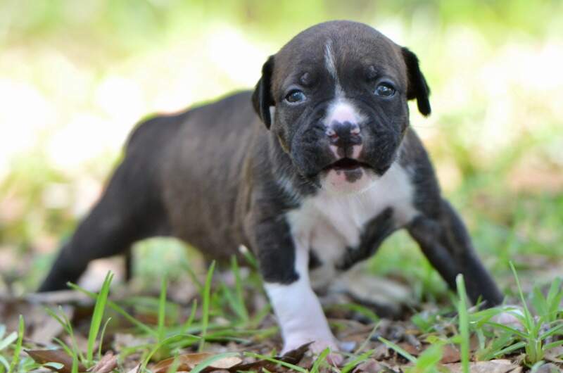 3 weeks