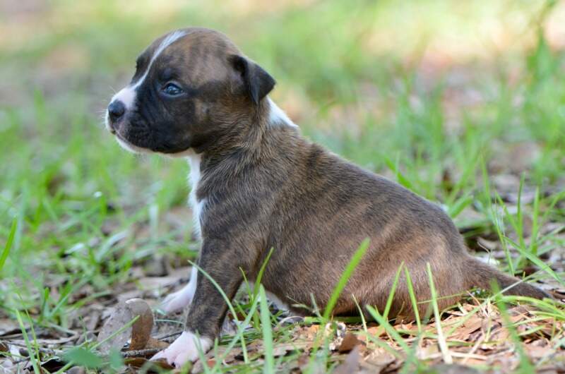 3 weeks