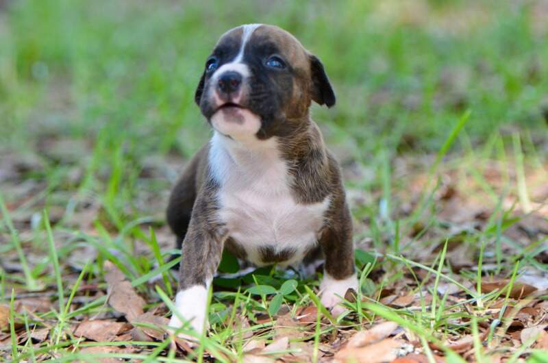 3 weeks