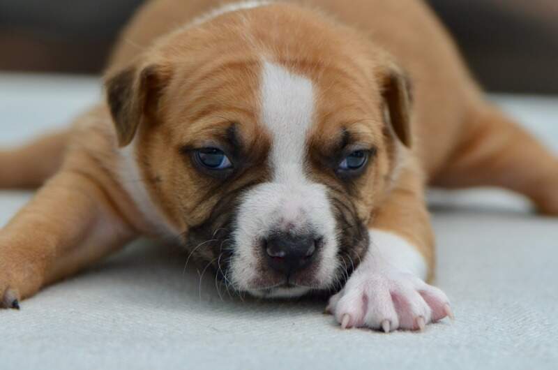 3 weeks
