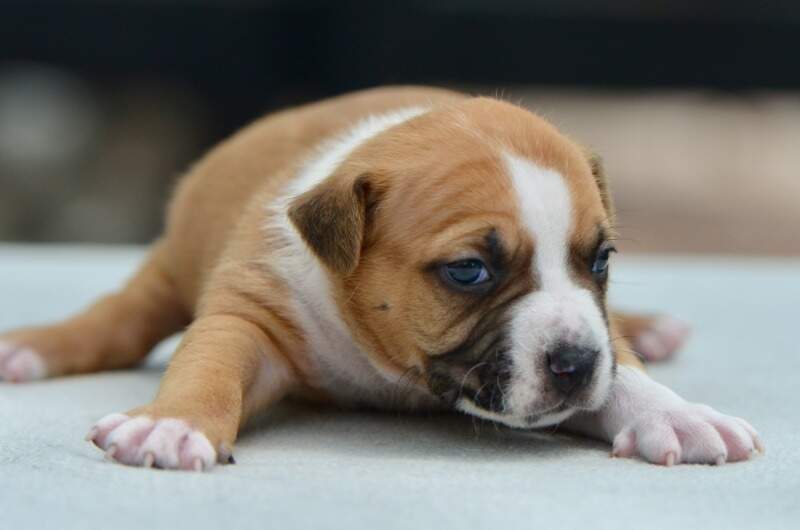 3 weeks