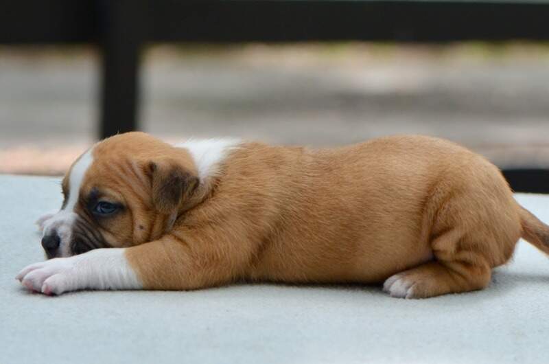 3 weeks