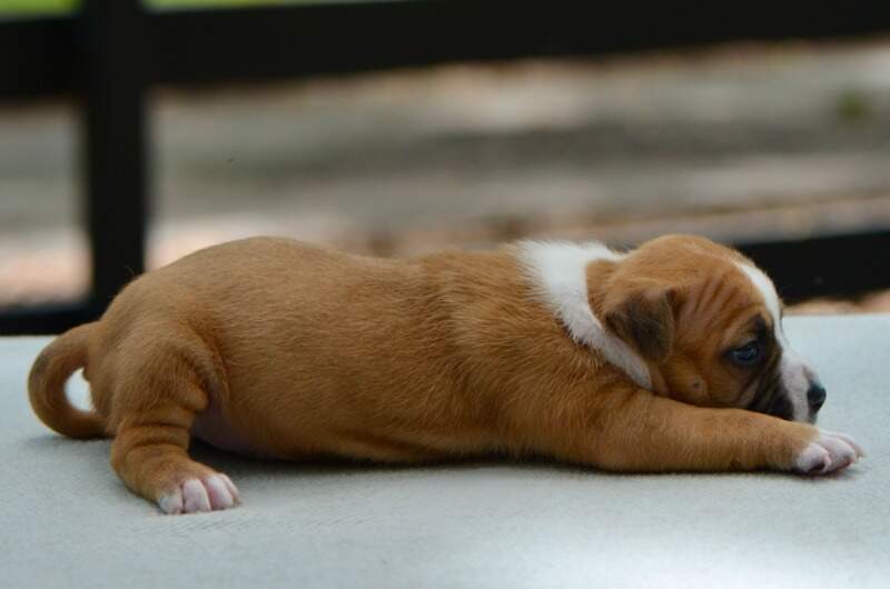 3 weeks