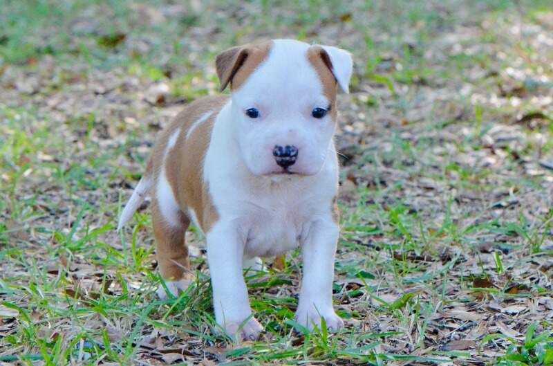 4 weeks