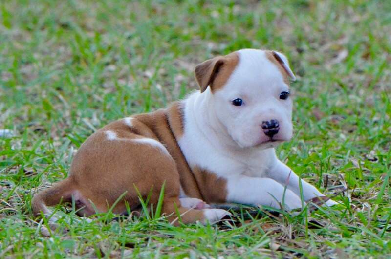 4 weeks