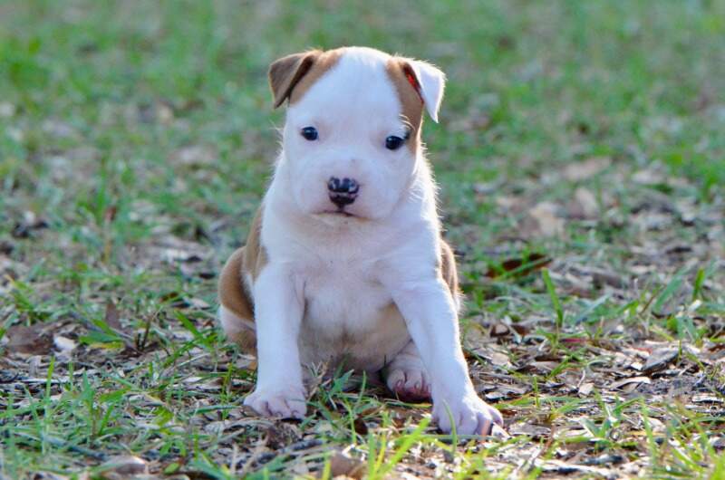 4 weeks