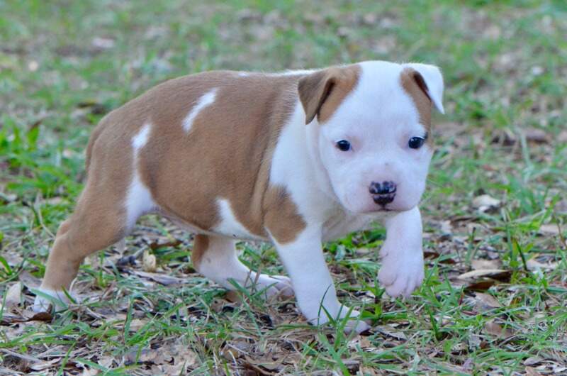 4 weeks