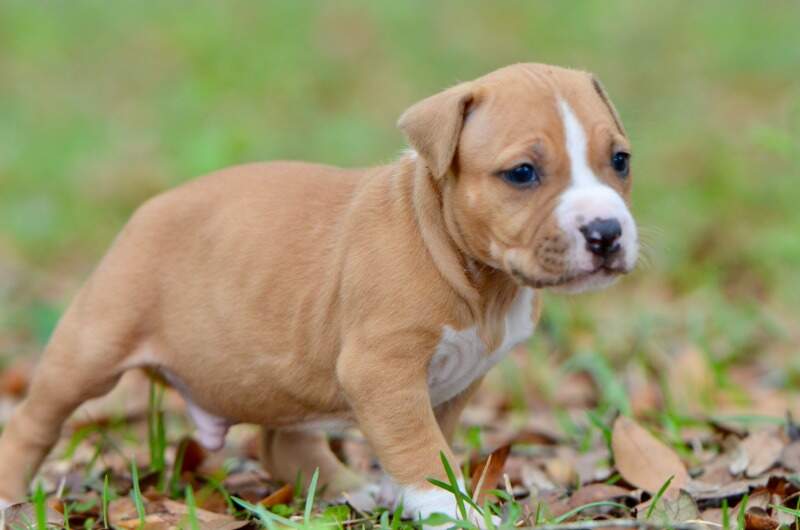 4 weeks