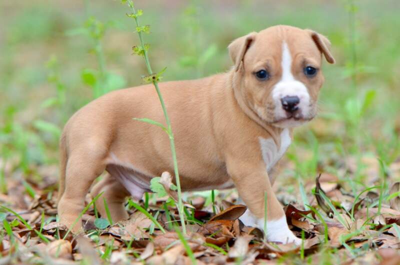 4 weeks