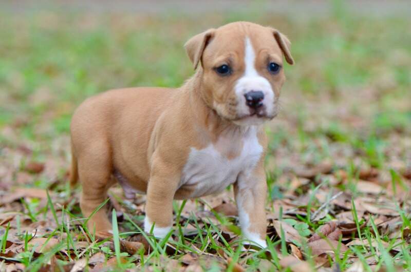 4 weeks