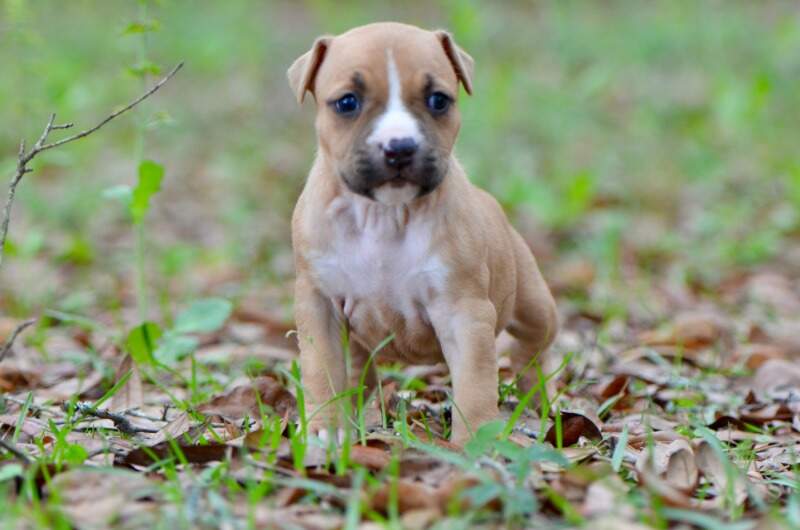4 weeks