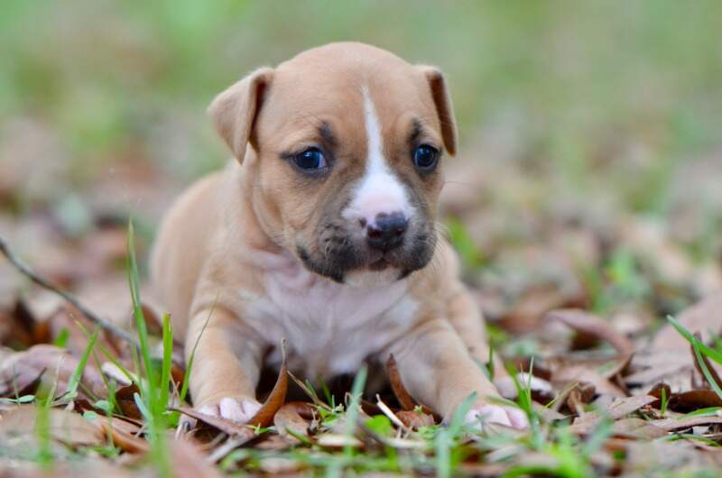 4 weeks