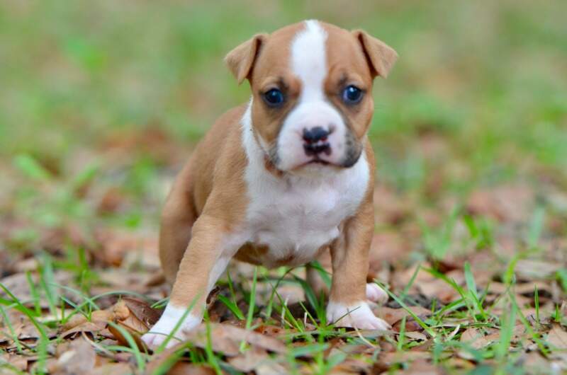 4 weeks