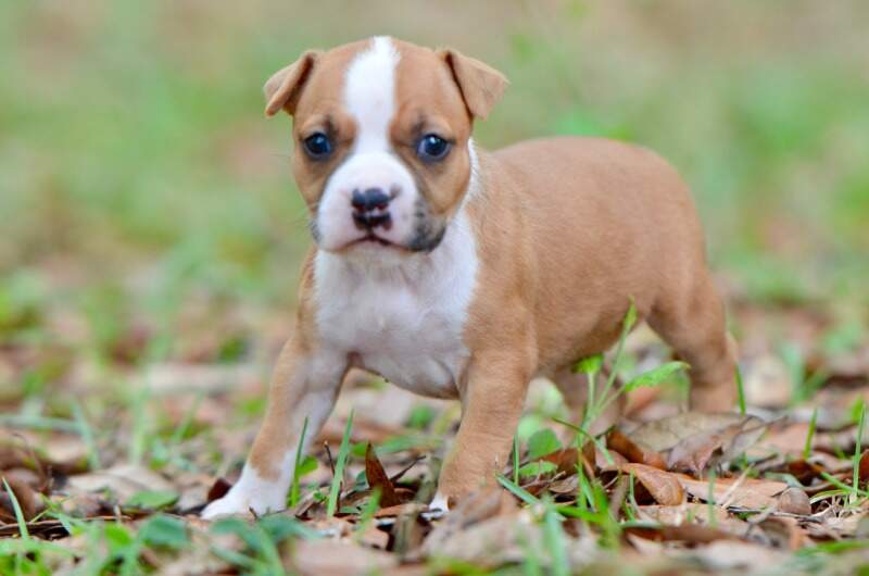 4 weeks