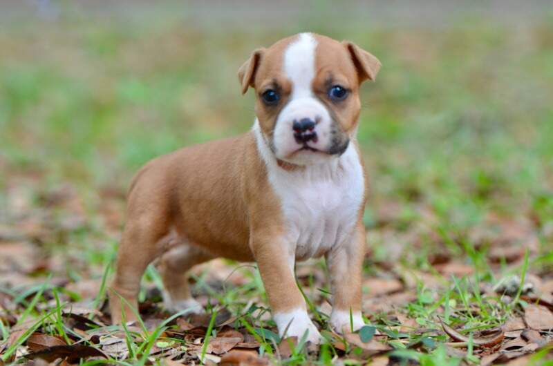 4 weeks