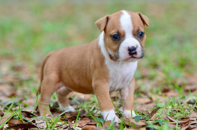 4 weeks