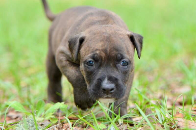 4 weeks