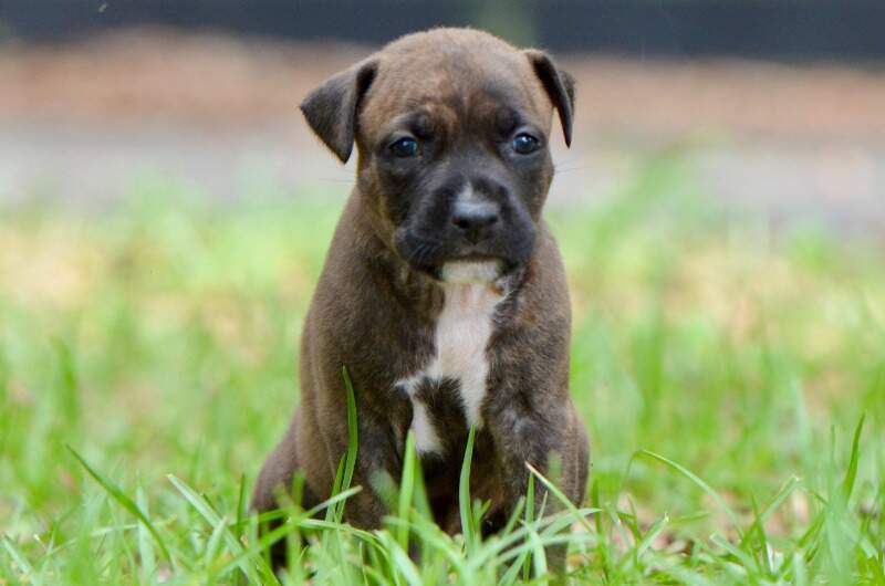 4 weeks