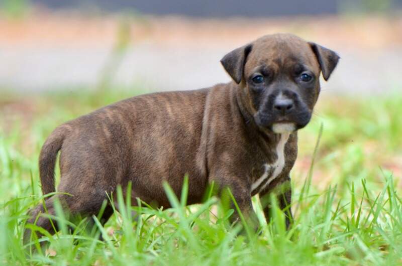 4 weeks