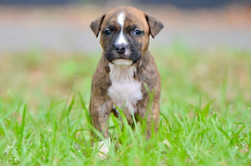 4 weeks
