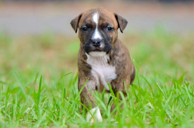 4 weeks