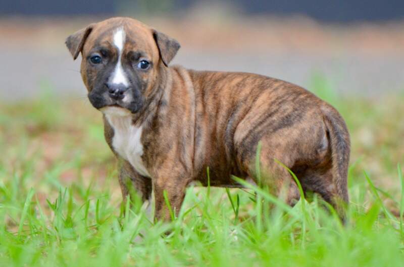 4 weeks