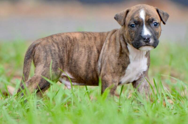 4 weeks
