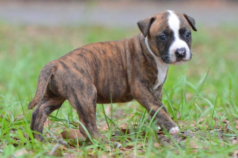4 weeks