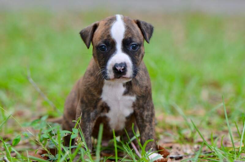 4 weeks