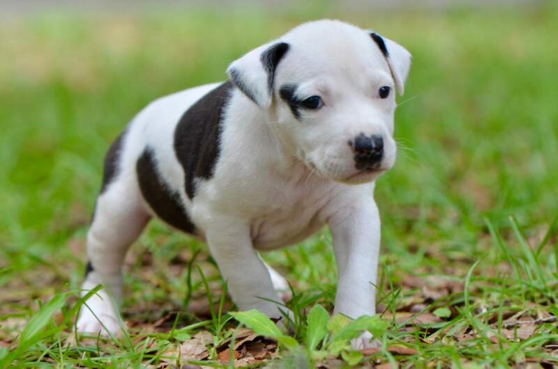 4 weeks