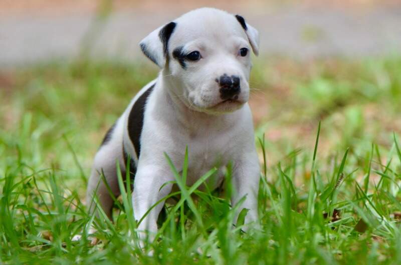 4 weeks