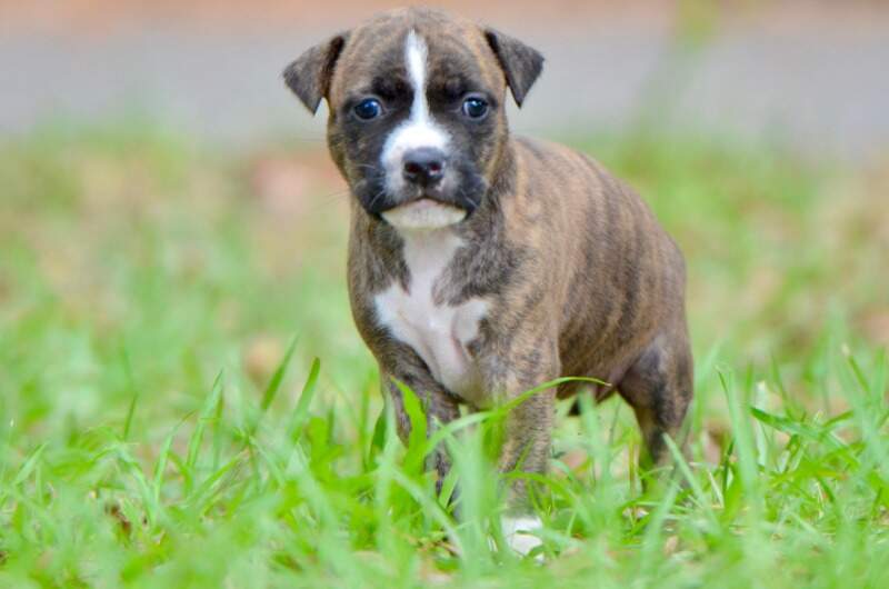 4 weeks